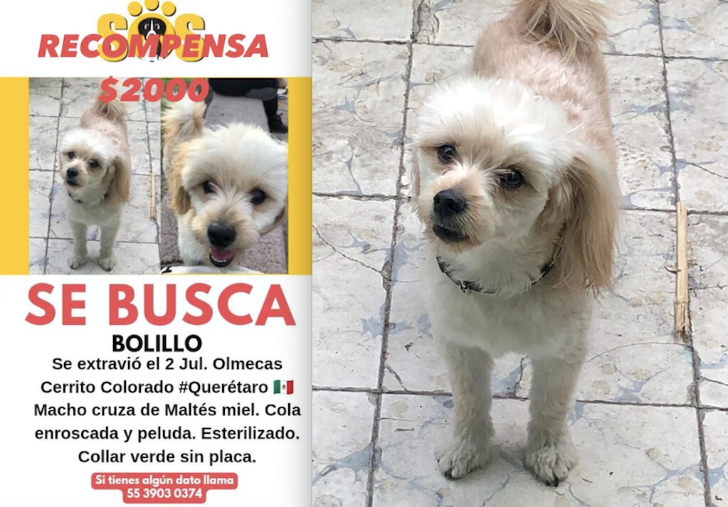Buscan a Bolillo en Querétaro; el lomito se perdió en Cerrito Colorado