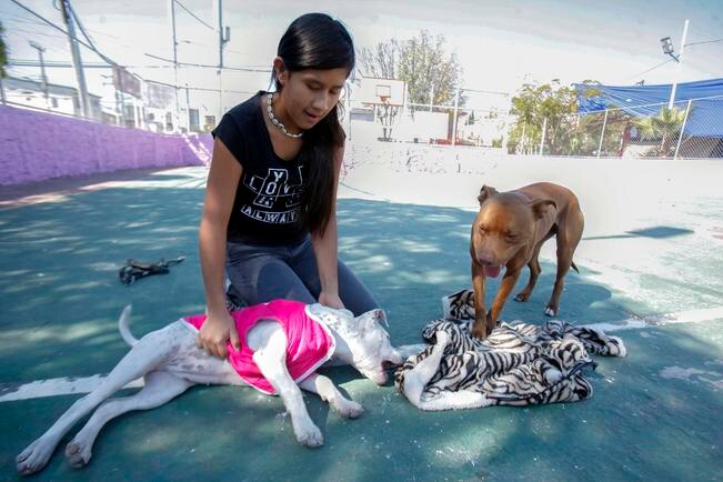 A las mascotas también les llegan sus reyes