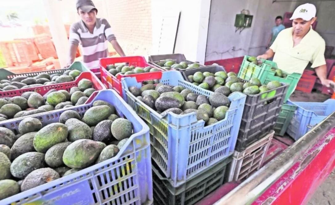 Aguacate mexicano. Foto: Archivo