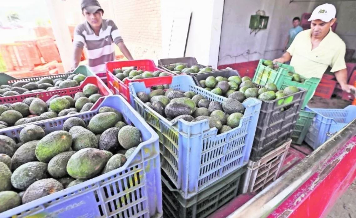 Aguacate mexicano. Foto: Archivo