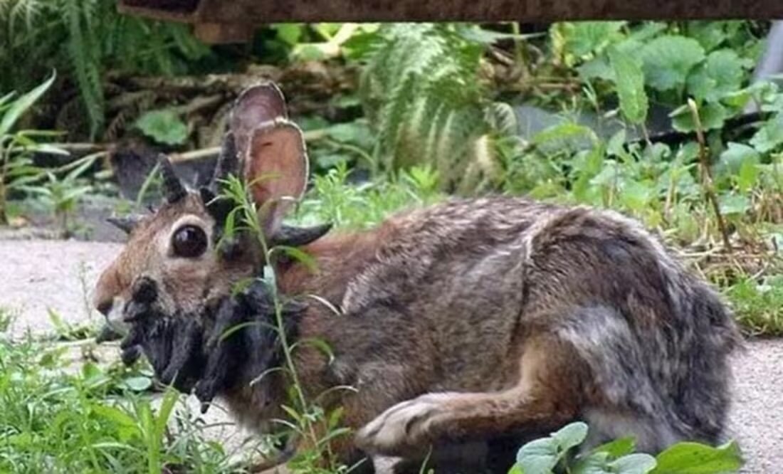 Alarma en EU: detectan conejos con "tentáculos" en la cabeza