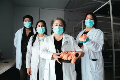 UAQ desarrolla cámara de cultivo de setas rosas; ayudaría a procesar residuos