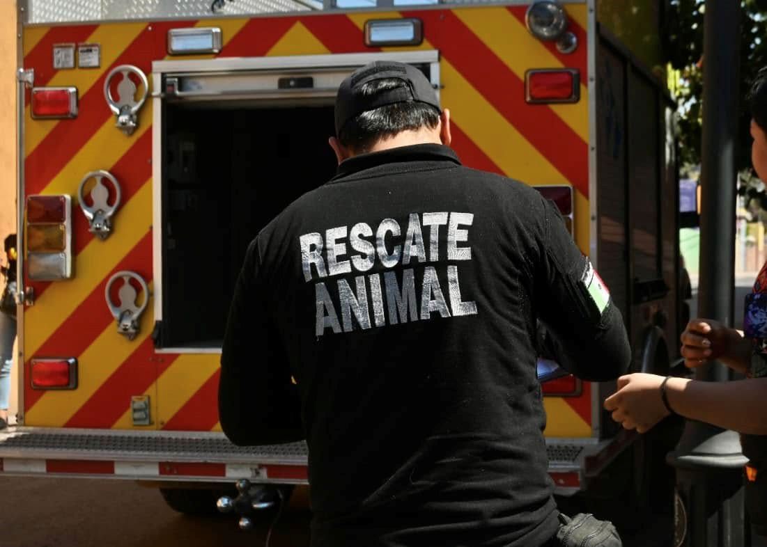 Agreden a policías y rescatistas de protección animal, en el El Marqués