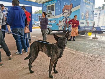 Realizan jornada de esterilización gratuita en Corregidora