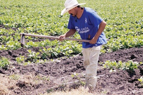 Lluvias benefician al sector campo: Ozores