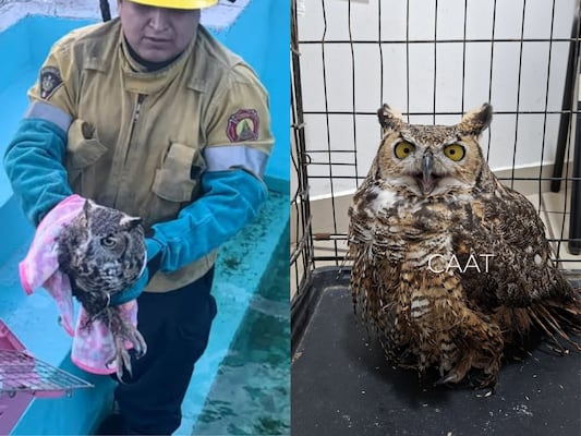 Rescatan a búho en Cadereyta de Montes; se encontraba dentro de una alberca