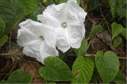3 fascinantes plantas latinoamericanas recién descubiertas por la ciencia