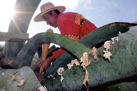 El pulque, un brebaje con sabor a México