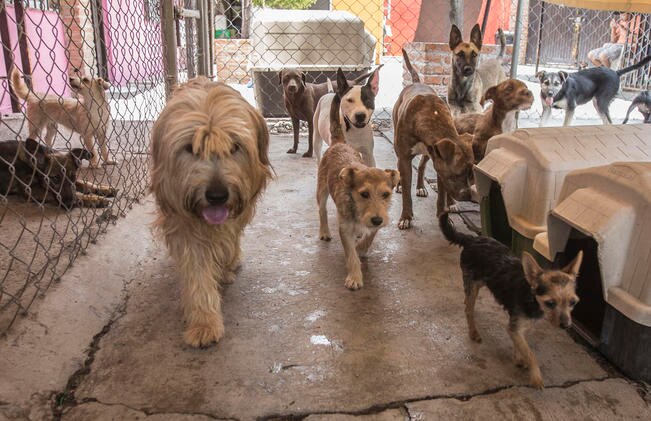 Buscan erradicar el maltrato animal