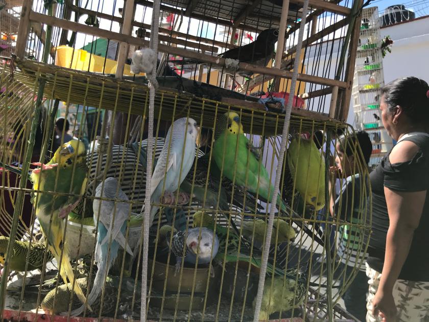 #Crónica| Pajareros y comerciantes peregrinan a La Cruz