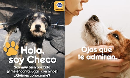 Lanzan programa Pedigree Adóptame en Querétaro 