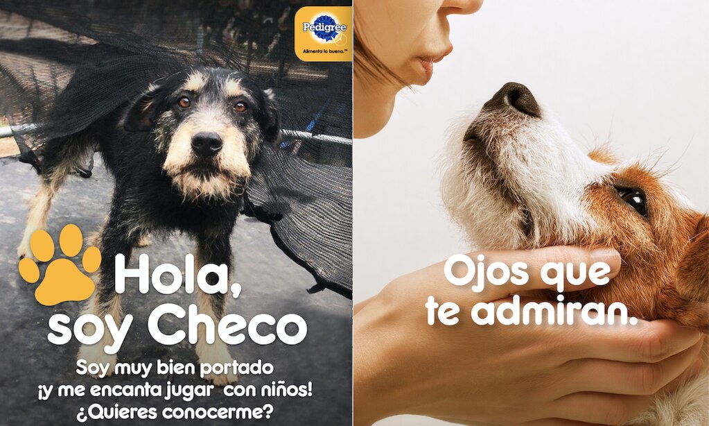 Lanzan programa Pedigree Adóptame en Querétaro