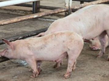Revisan granjas por virus porcino