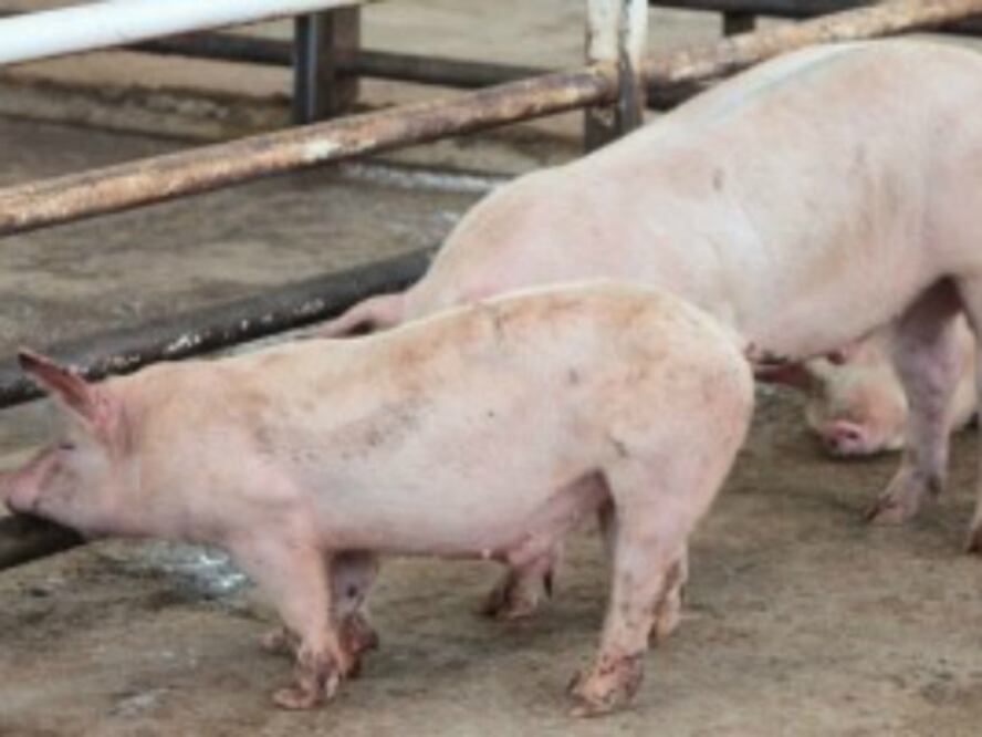 Revisan granjas por virus porcino