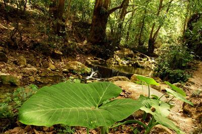 Landa lidera en especies de plantas y animales