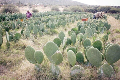 Sedesu prevé apoyos para pymes