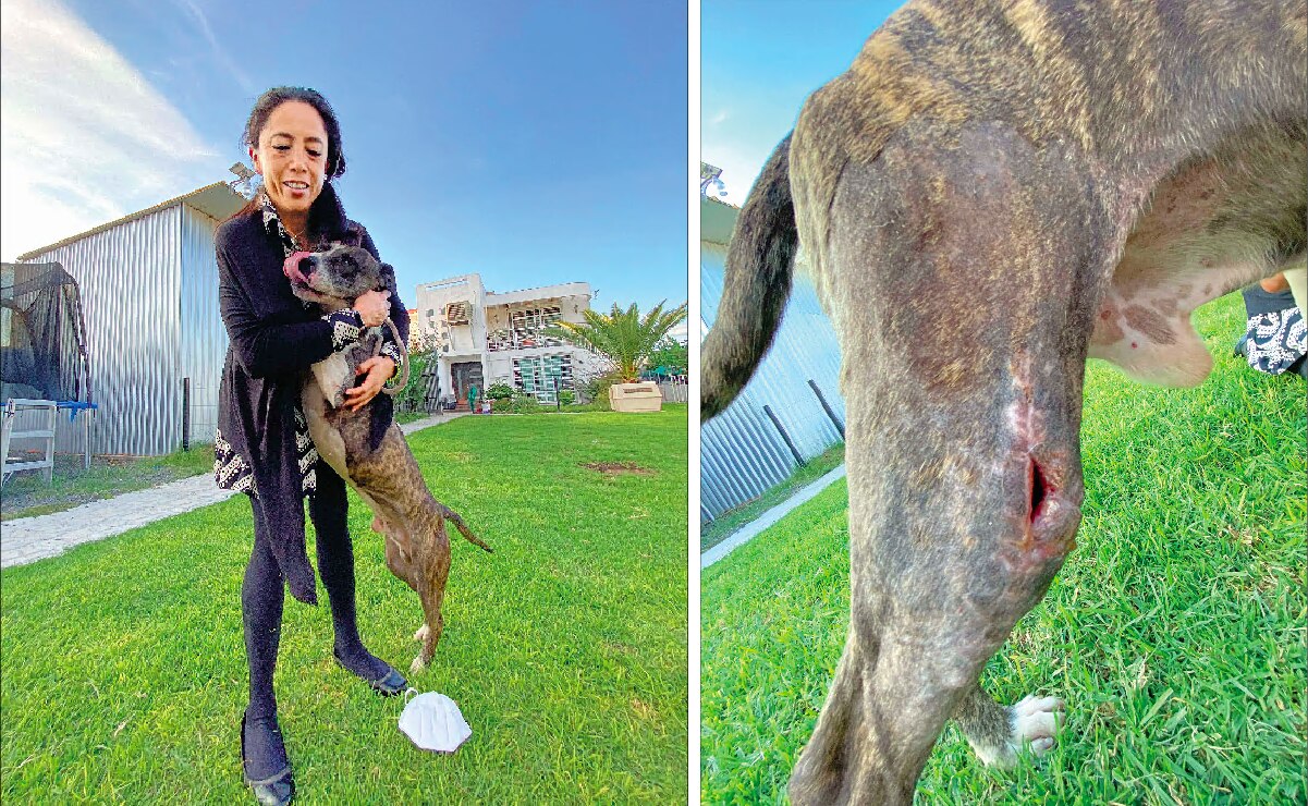 Fiscalía de Querétaro no toma en serio el maltrato animal, señala activista