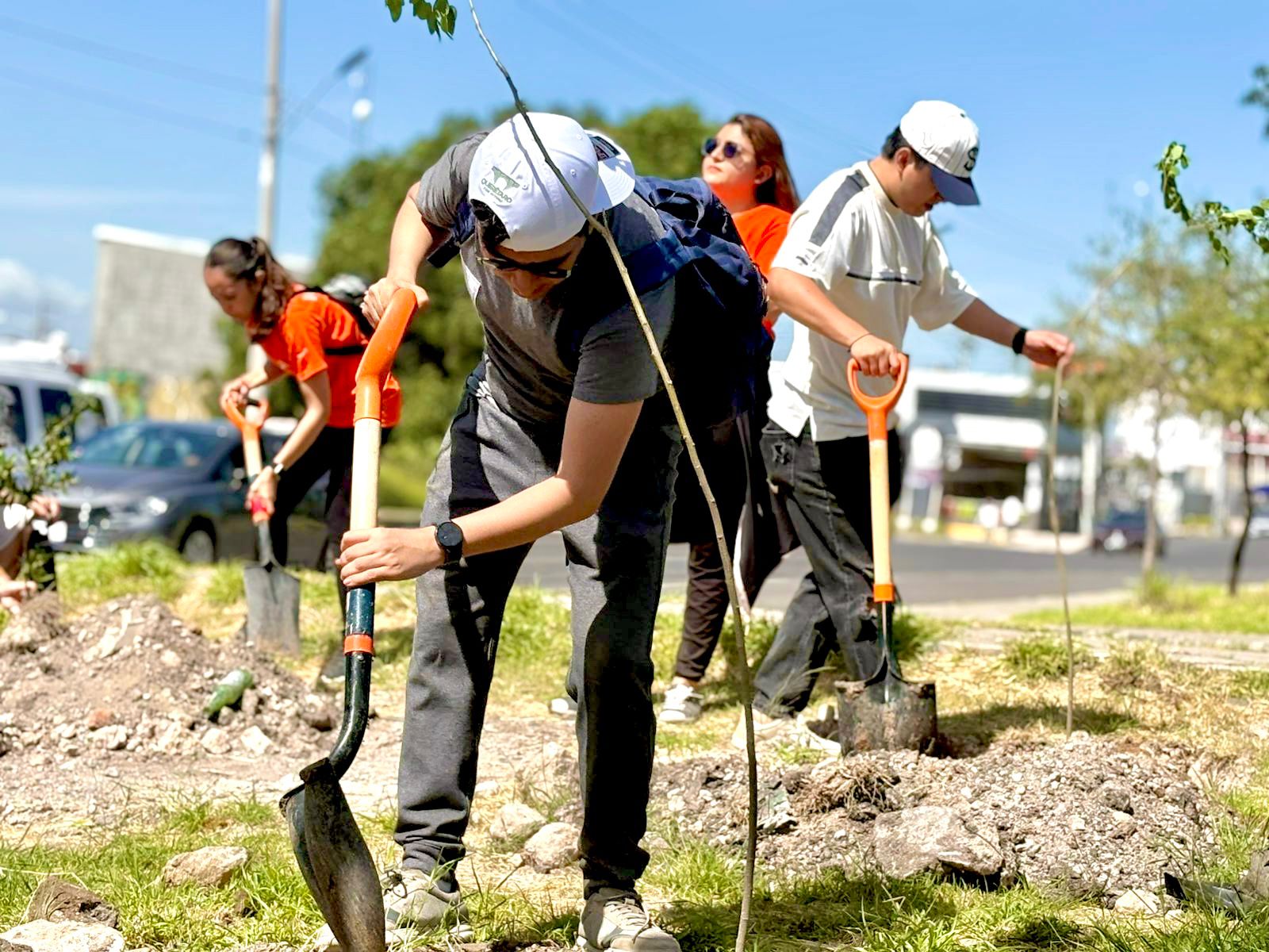 Reforestan Avenida de la Luz con 700 árboles como parte del programa “Reverdecer Querétaro”