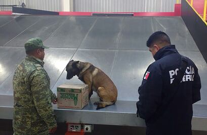 Aseguran 12 paquetes con marihuana en AIQ