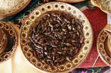 Conoce la harina para hornear hecha de grillos