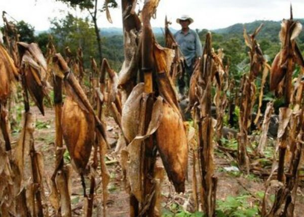 En riesgo cultivos de SJR por sequía