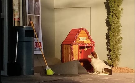 Empleados de una tienda en Toluca regalan casita a "Migajón", un perrito de la calle