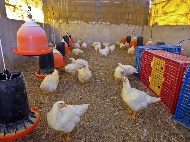 Mantienen alerta por influenza aviar H7N3