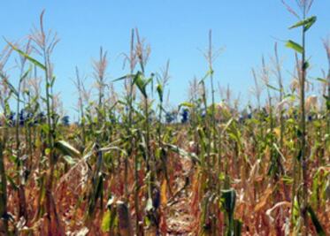 Garantizan abasto de maíz hasta mitad de 2013