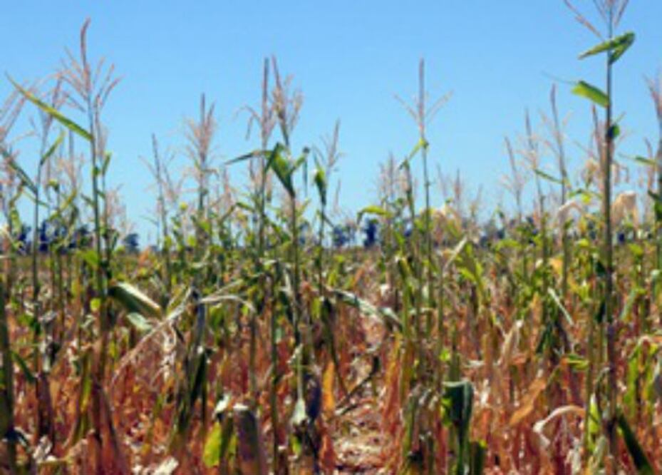 Garantizan abasto de maíz hasta mitad de 2013