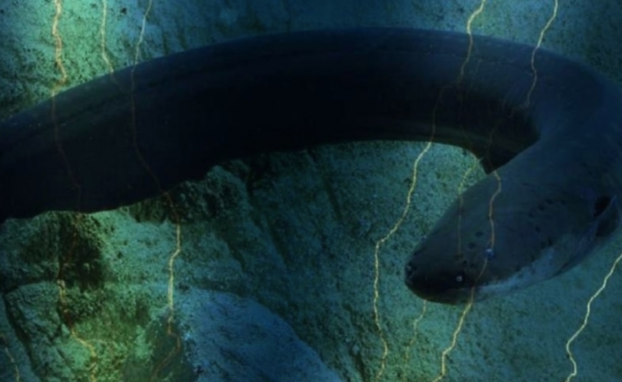 Hallan a la anguila más potente del reino animal, en la Amazonía