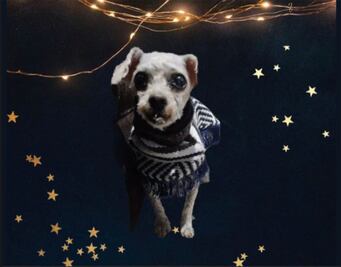 Video. Abandonan a Dolly en una pensión de Querétaro; busca nueva familia