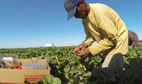 Ven escasa protección laboral a jornaleros