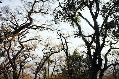 Dañan plagas 30% de zona forestal