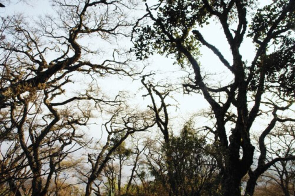 Dañan plagas 30% de zona forestal