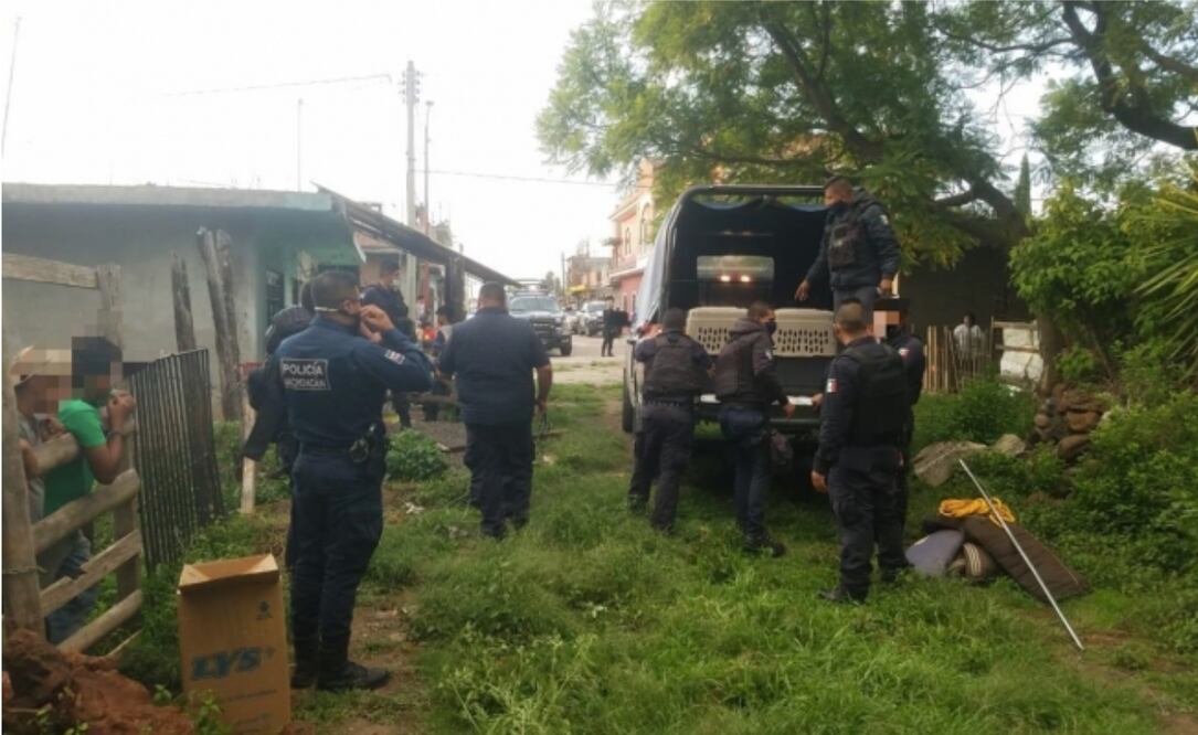 Rescata a 13 perros en situación de abandono y maltrato en Michoacán