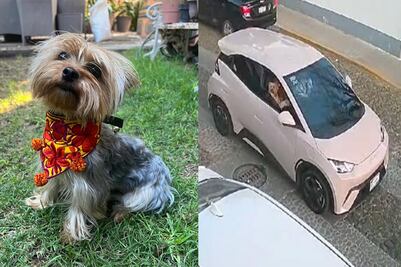 Buscan a la perrita Mila; la robaron en Querétaro