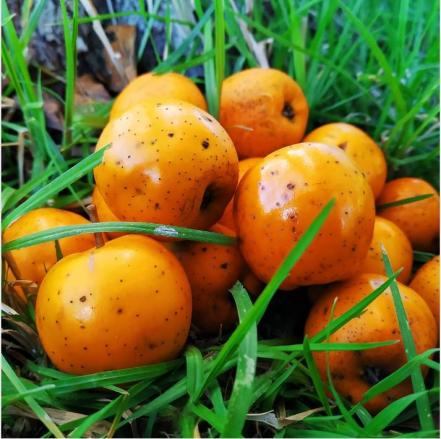 Conoce los beneficios de los ingredientes del ponche de frutas