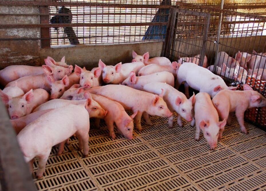 Por crisis, cierran 5 granjas porcícolas 