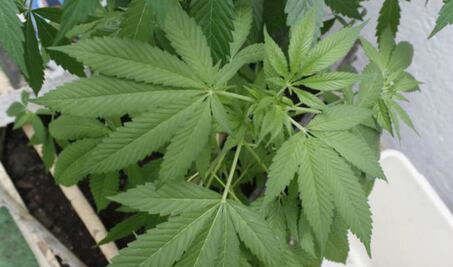 Avalan diputados uso medicinal de la marihuana; pasa al Ejecutivo