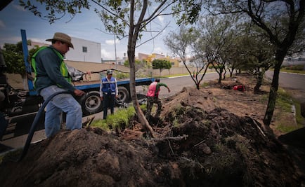 Dan vida a áreas secas con árboles