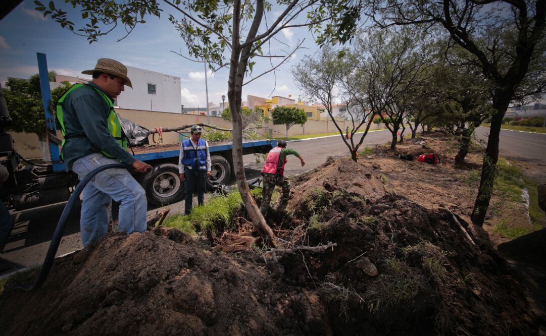 Dan vida a áreas secas con árboles