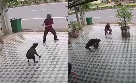 Al estilo Karate Kid, un hombre se enfrenta a un par de perros