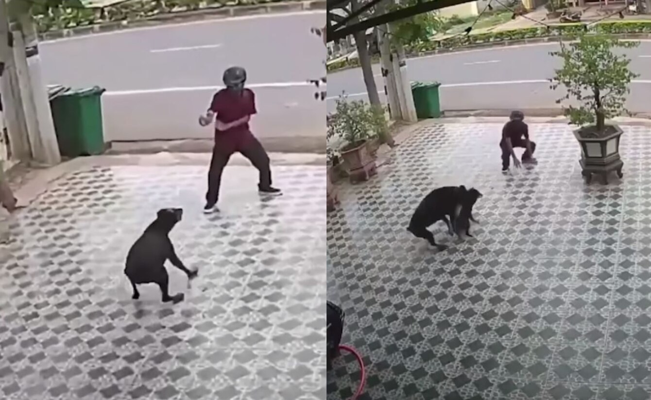 Al estilo Karate Kid, un hombre se enfrenta a un par de perros