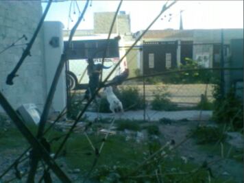 Video. Graban cuando perro pitbull ataca a un niño en La Pradera