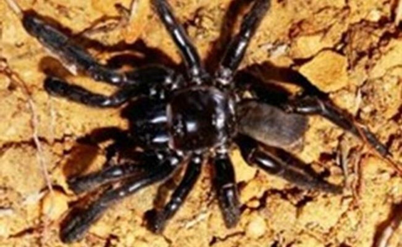 Muere con 43 años la araña más vieja del mundo