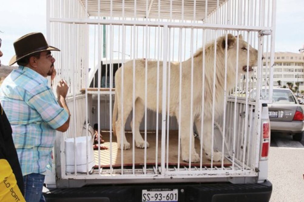 Legislatura prohíbe animales en circos