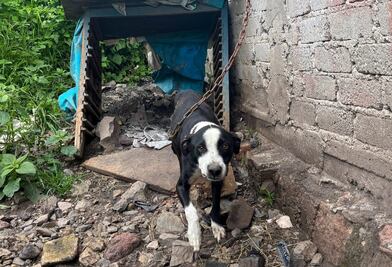 Rescatan a nueve perritos víctimas de maltrato y abandono en El Marqués
