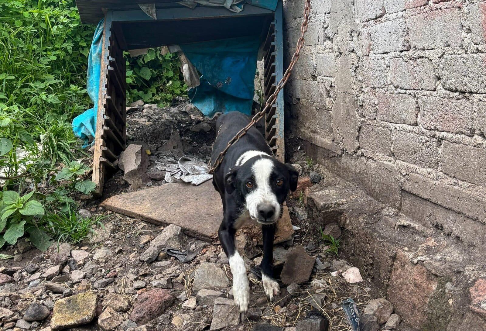 Rescatan a nueve perritos víctimas de maltrato y abandono en El Marqués