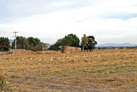 Regularizarán 350 Predios en Jalpan