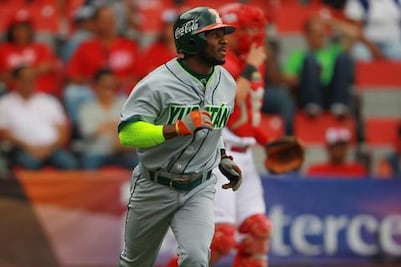 Ruge un león en la jungla 